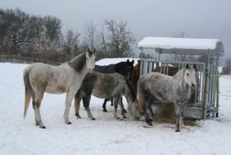winter auf dem ponyhof